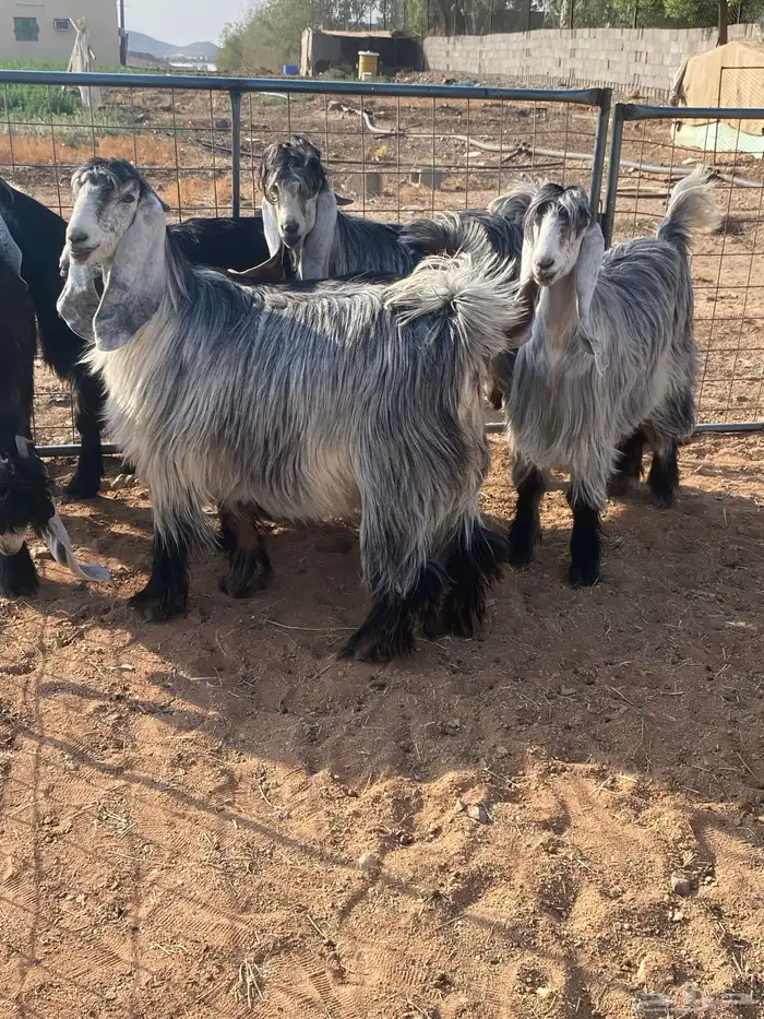 معزا عوارض بفحلها صنف تم البيع تم البيع 2