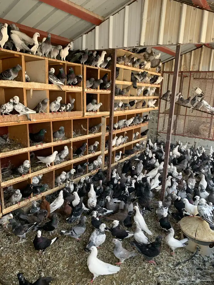 حمام مستوره 0