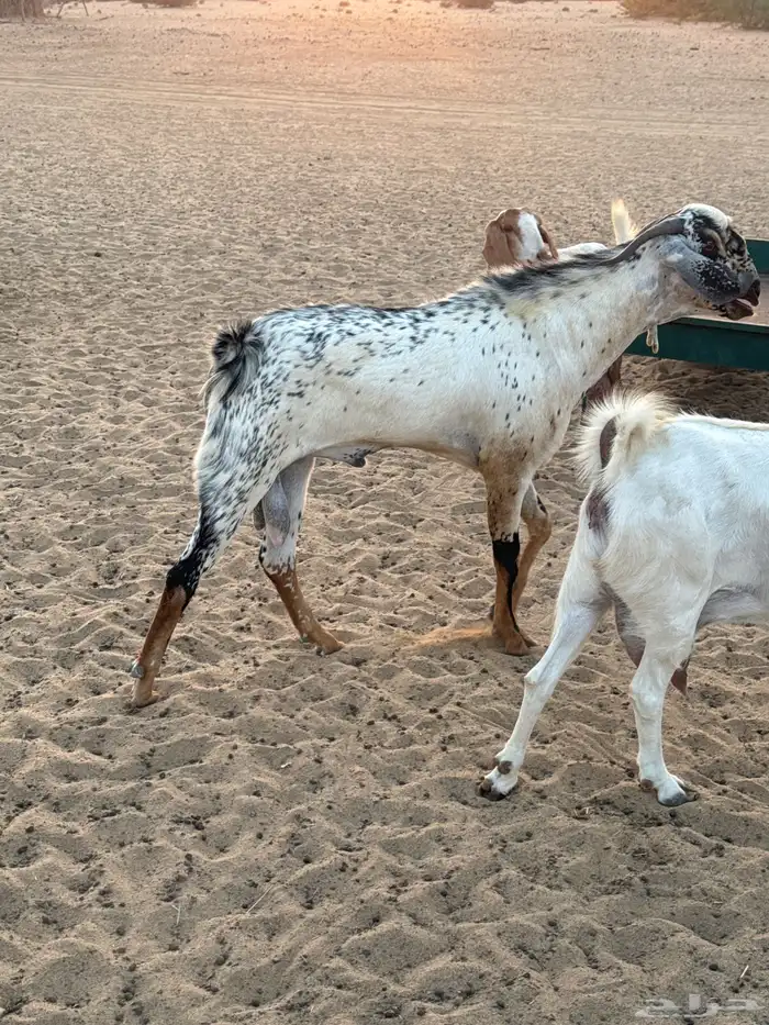 فحل جدع عمره 8 شهور 2