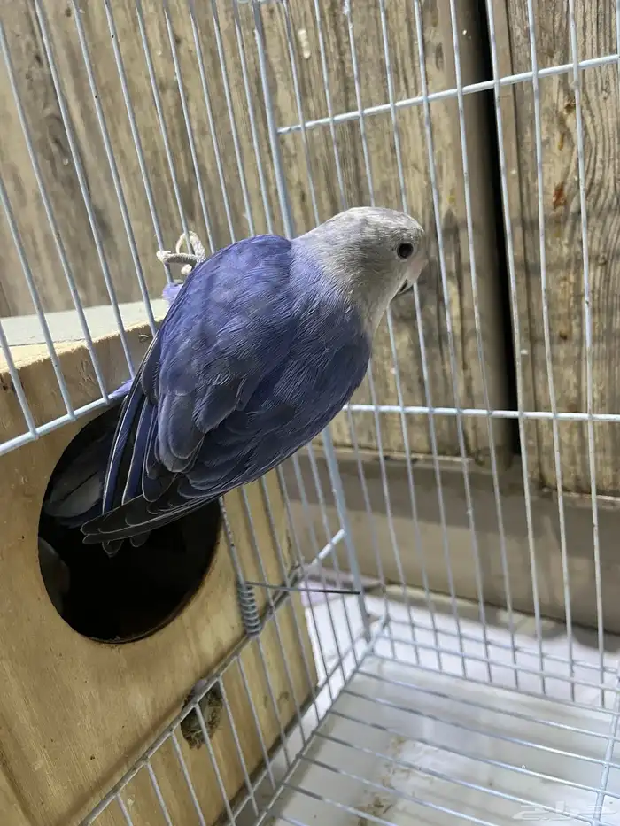 للبيع جوز روز 2