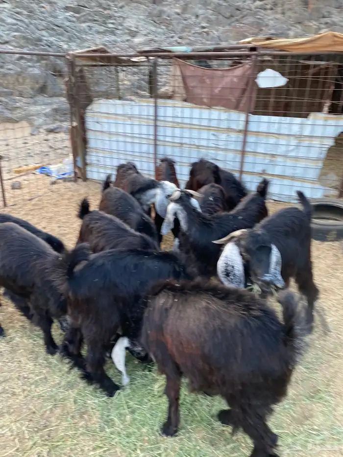 تيوس ثلاجه شمال ينبع 0