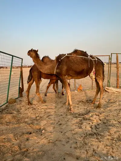 اعرض لكم ناقتين حمر دهم خلفه ولقحه index