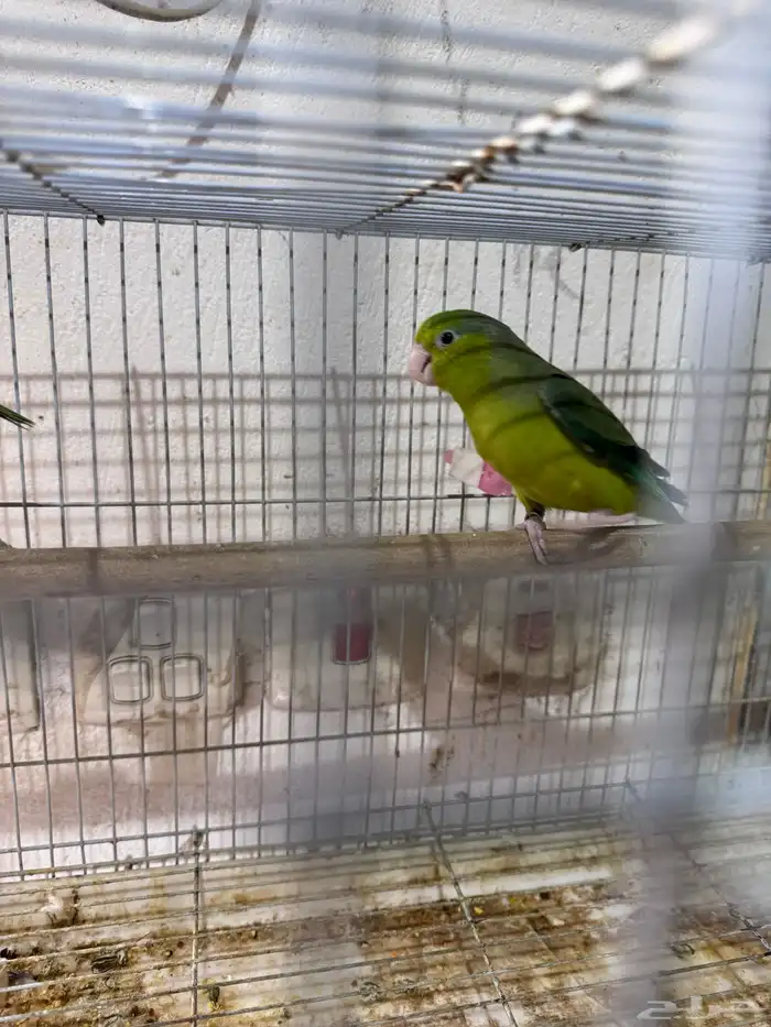 جوز بارتوليت (((تم البيع خارج الموقع))) 1