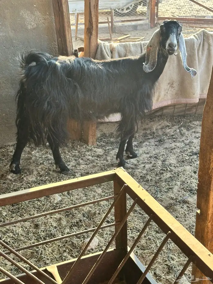 عنز عارضيه 6