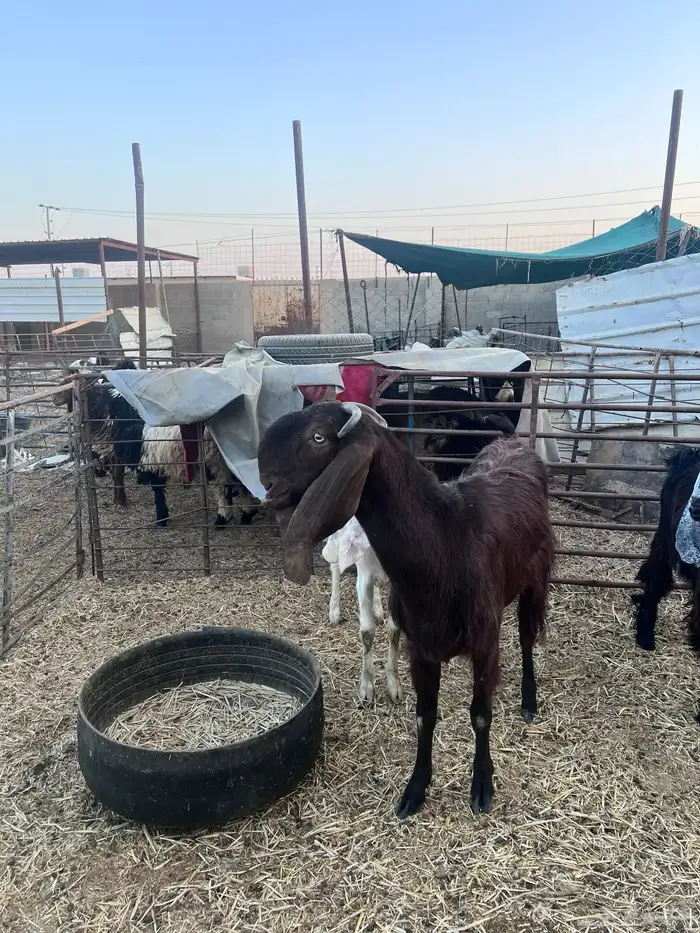 قبرصيه مضرع 2