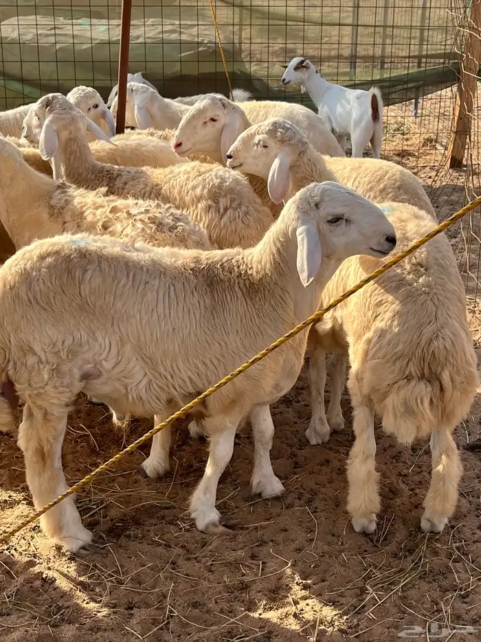 طليان حرية للبيع 1