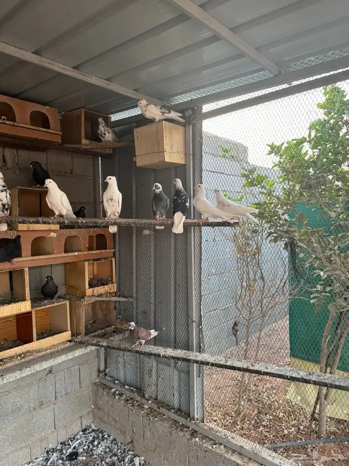 حمام قطيفي فاخر 1