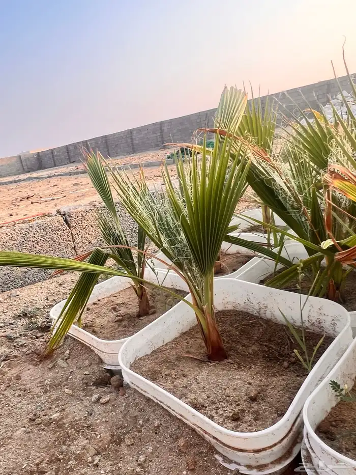 مشروع زراعي للبيع بالكامل بسعر رمزي جدا 8