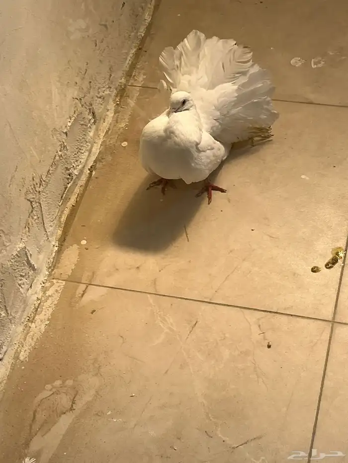 حمام شماسي ذكر 1