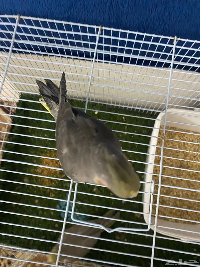 سلام عليكم ورحمة الله وبركا اعرض لكم طيور كروان 9