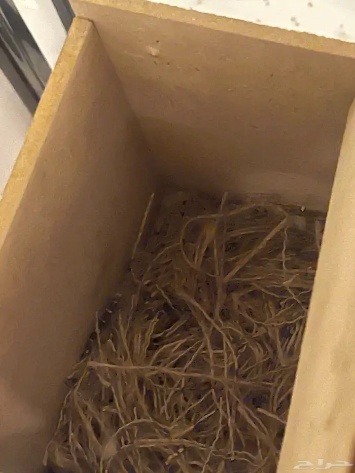 طيور الحب  طيور زيبرا 6