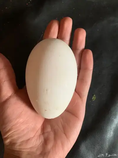 للبيع وز عراقي جرم index