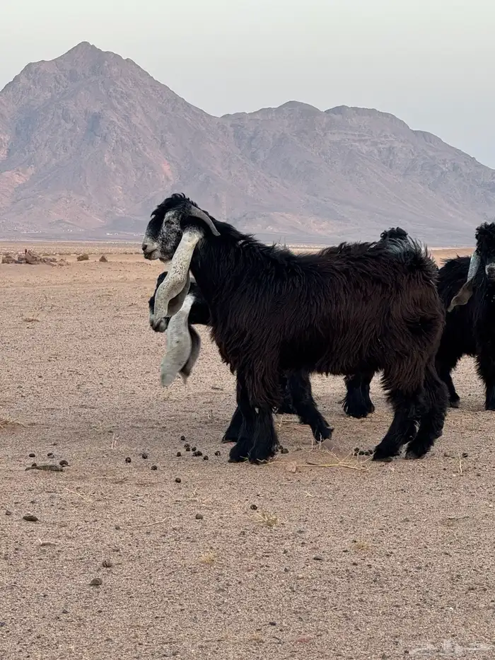 تيوس عوارض _مشاريع فحول 7