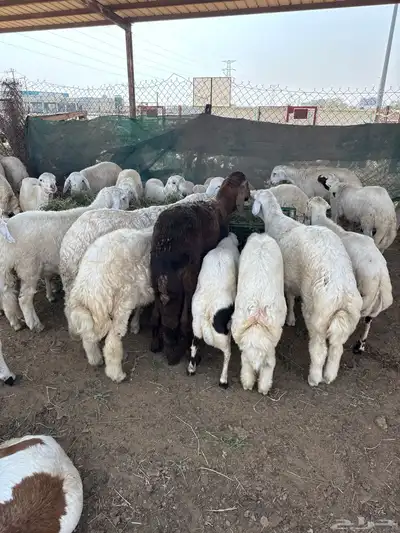 موسسة كنوز البراري للبيع المواشي index