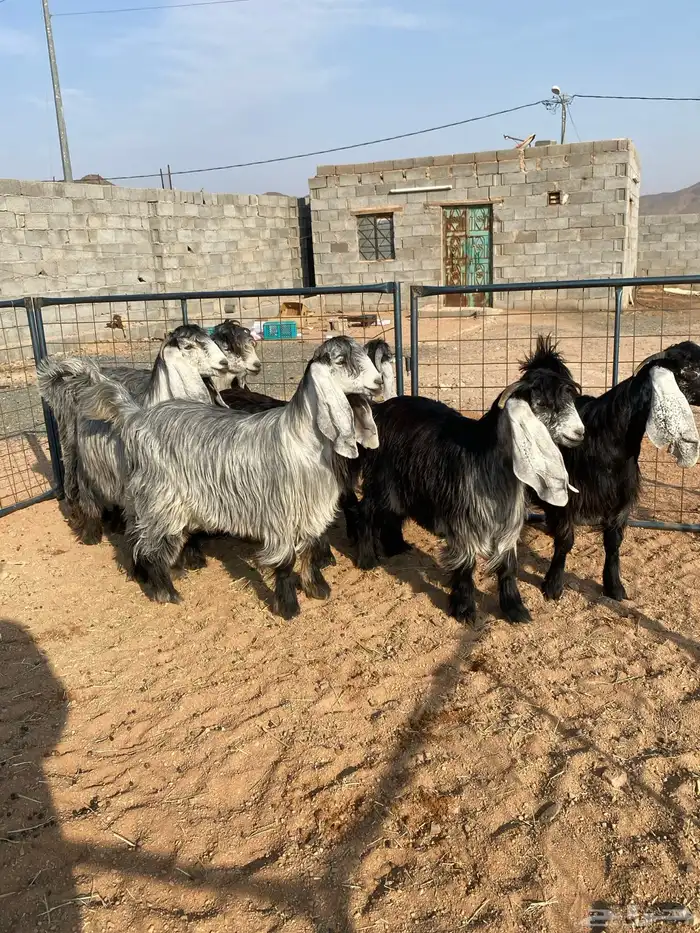 معزا عوارض بفحلها صنف تم البيع تم البيع 9