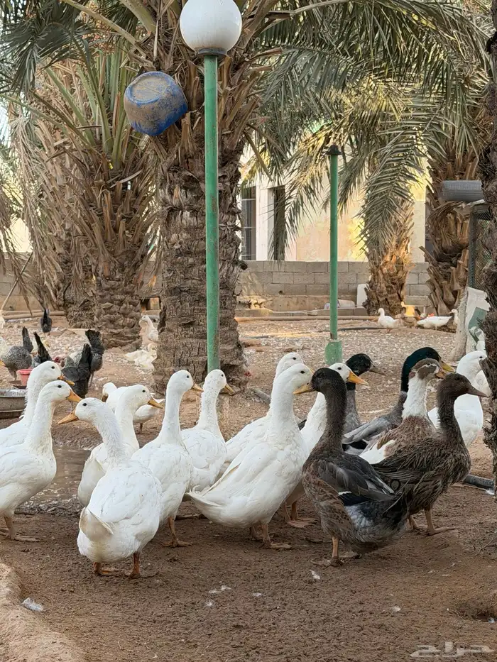 للبيع بط بيكيني مع شرشيري امهات وبشاير وفروخ 0