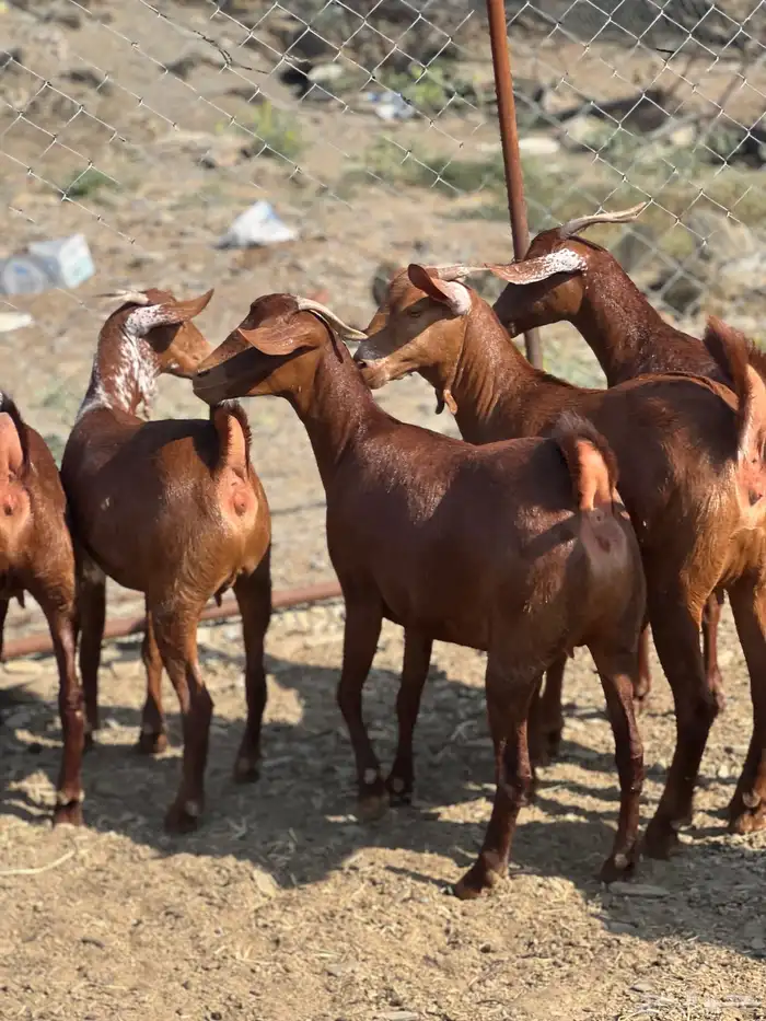 تأسيس مراح فاخر دهم 1