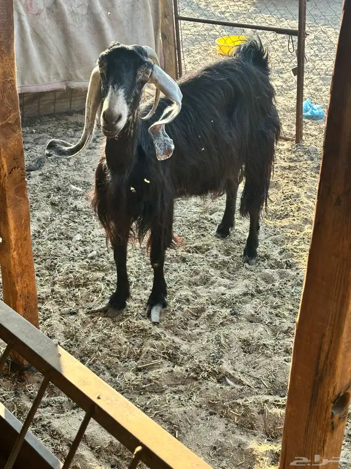 عنز عارضيه 5