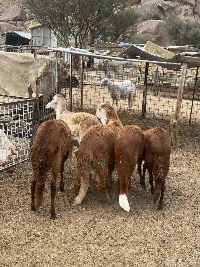 سواكن حمري شحم وجبره 1