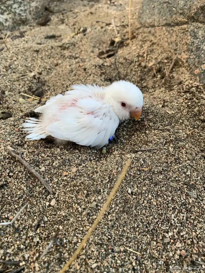 فرخين روز البينو 1