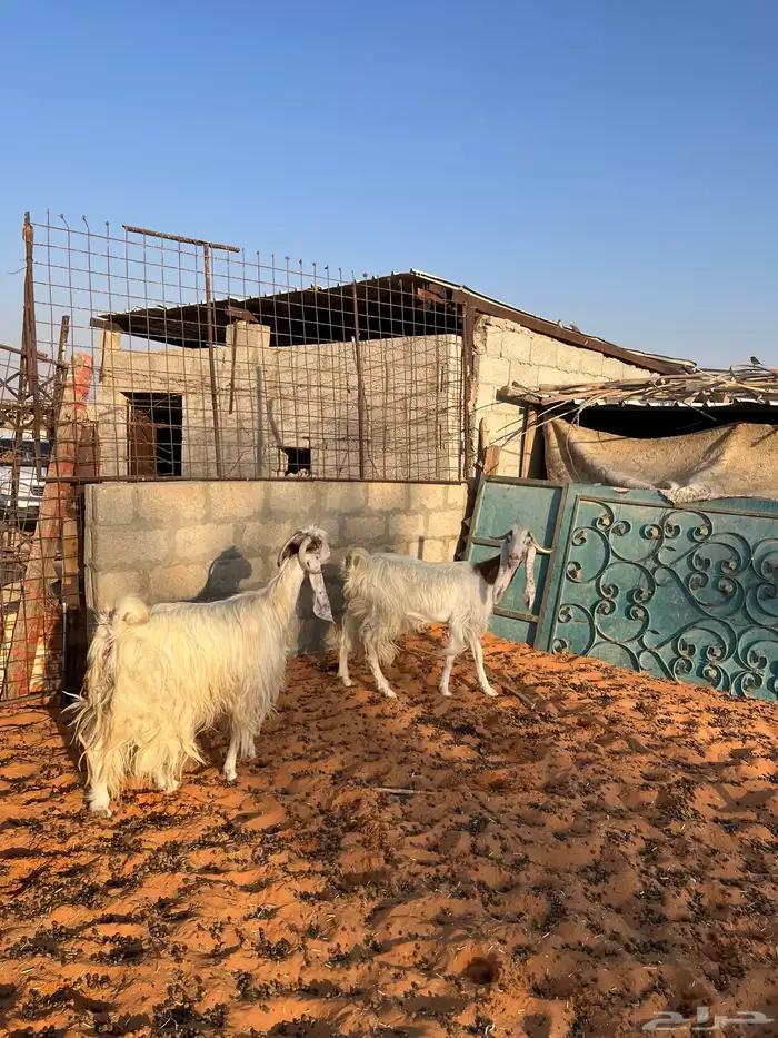 معزا بيض مشاريك مصريه جروم فاخره طيبه دفيع مضاريع سونار 5