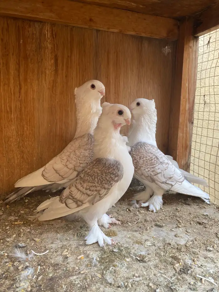 جوز حب رمان 4