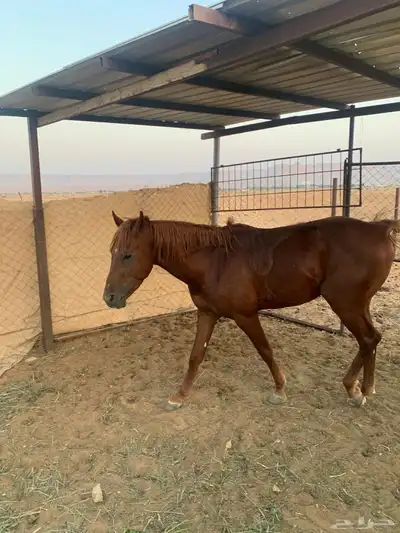 حصان شعبي index