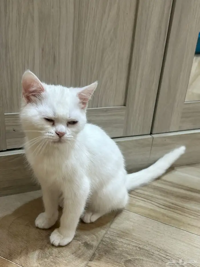 قط للبيع للجادين واتساب فقط 5