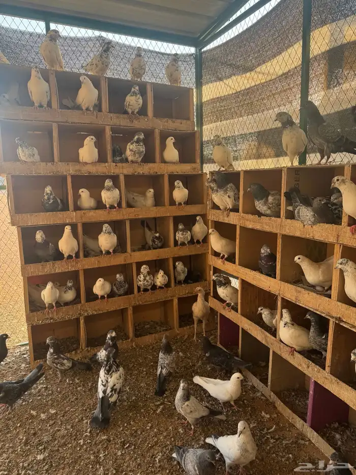 حمام باكستاني 35 جوز 3