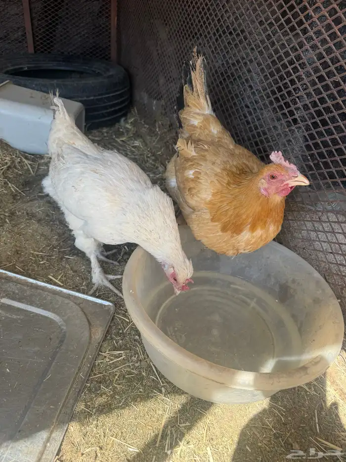 دجاج بلدي 15