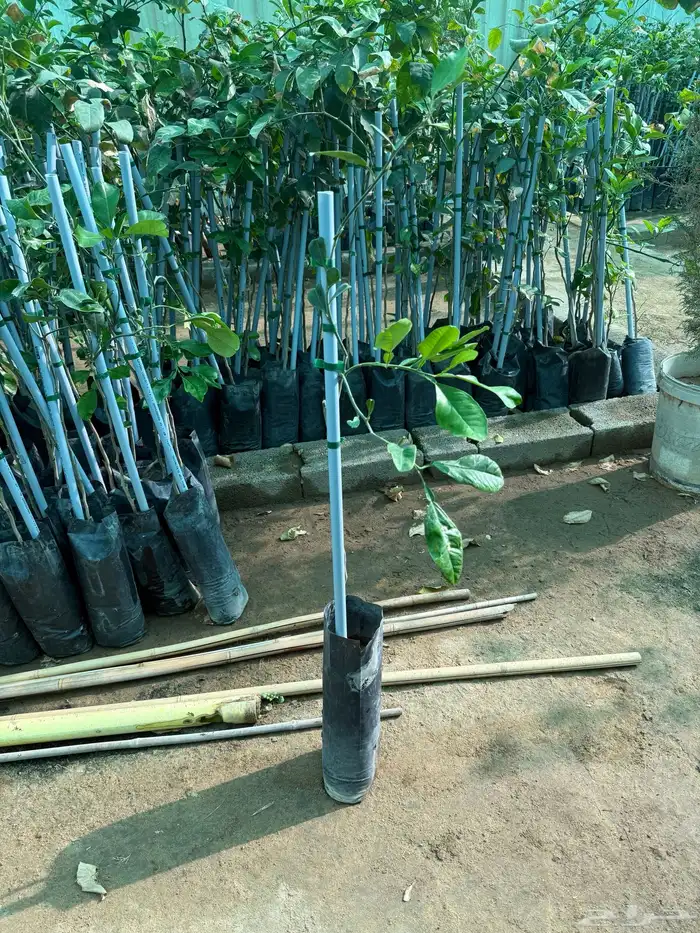 حمضيات وتين 0