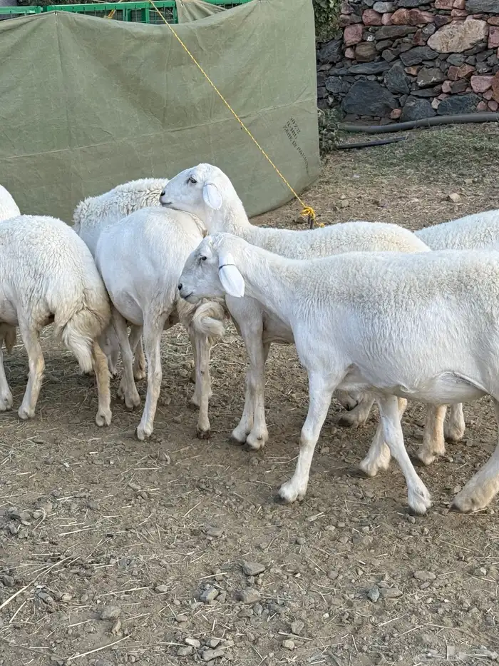 مقاني فاخره دفيع ( ثنية رباع ) 11