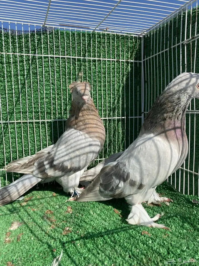 حمام شامي وتركي 1