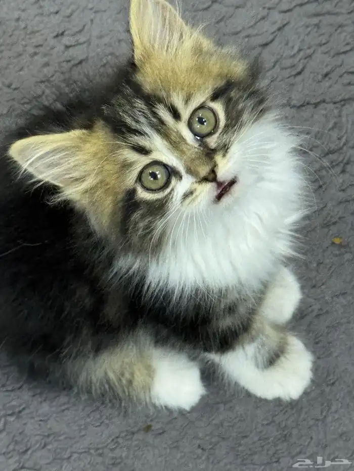 ذكر و انتثى قطط 1