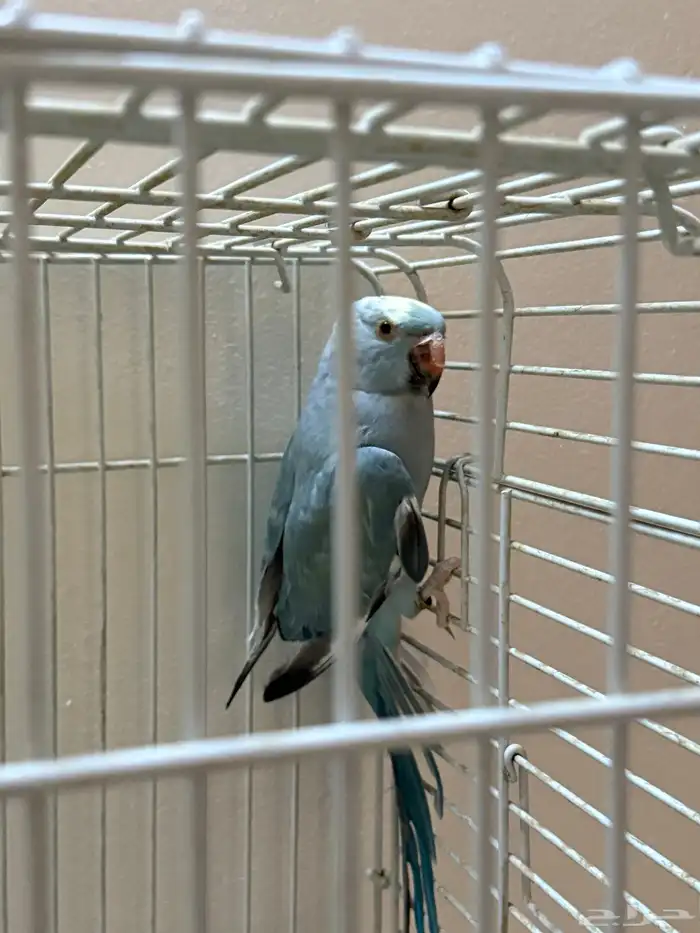 انثى دره منتجه 0