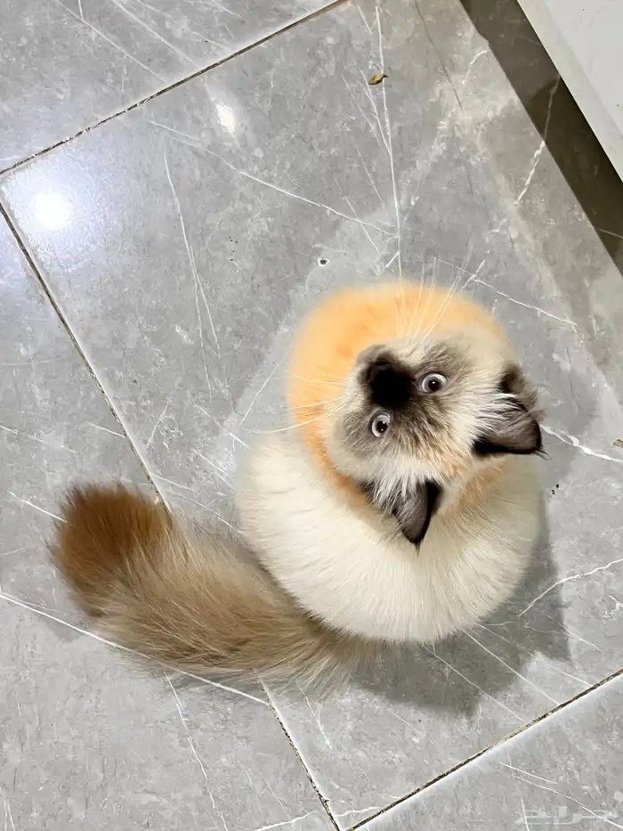 قط للبيع هملايا العمر 5 شهور 0