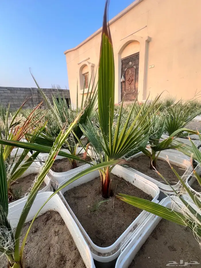 مشروع زراعي للبيع بالكامل بسعر رمزي جدا 1