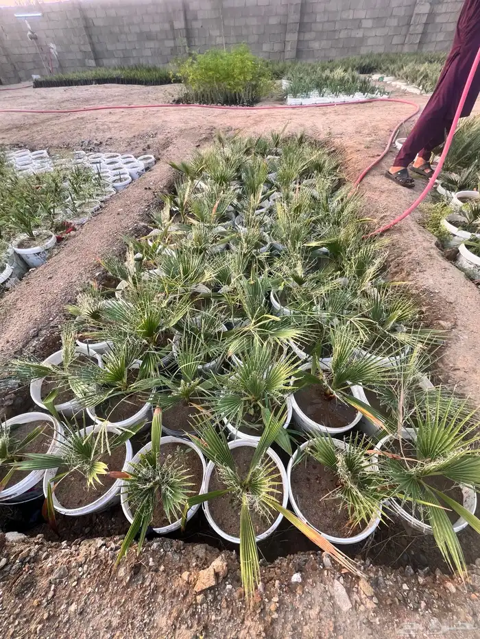 مشروع زراعي للبيع بالكامل بسعر رمزي جدا 15