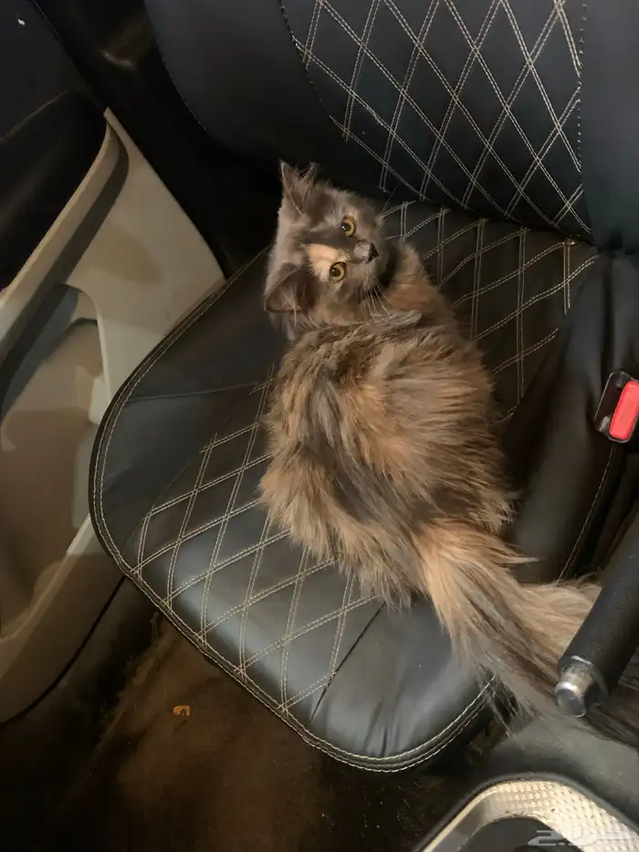 قطه مفقوده 1