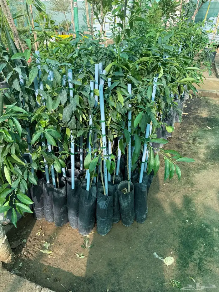 حمضيات وتين 2