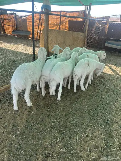 البيع بهم حري index