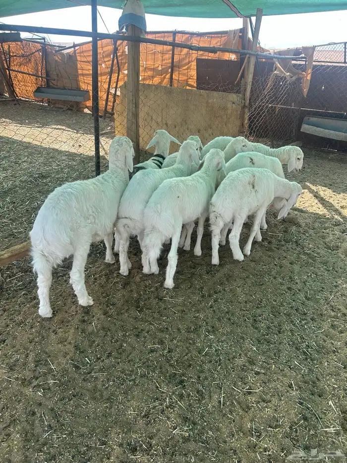 البيع بهم حري 2