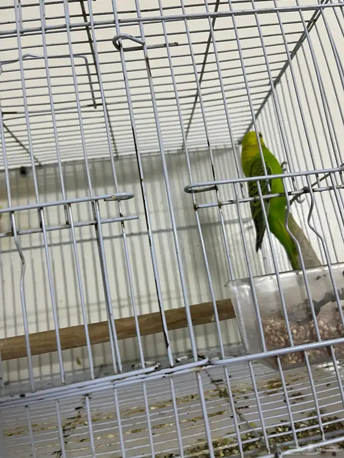 عصافير بادجي 1