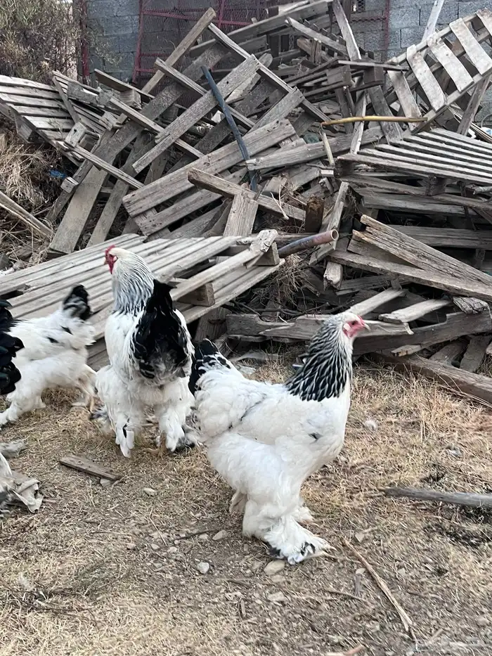 بيض براهما كولمبي دم صافي بيور 7