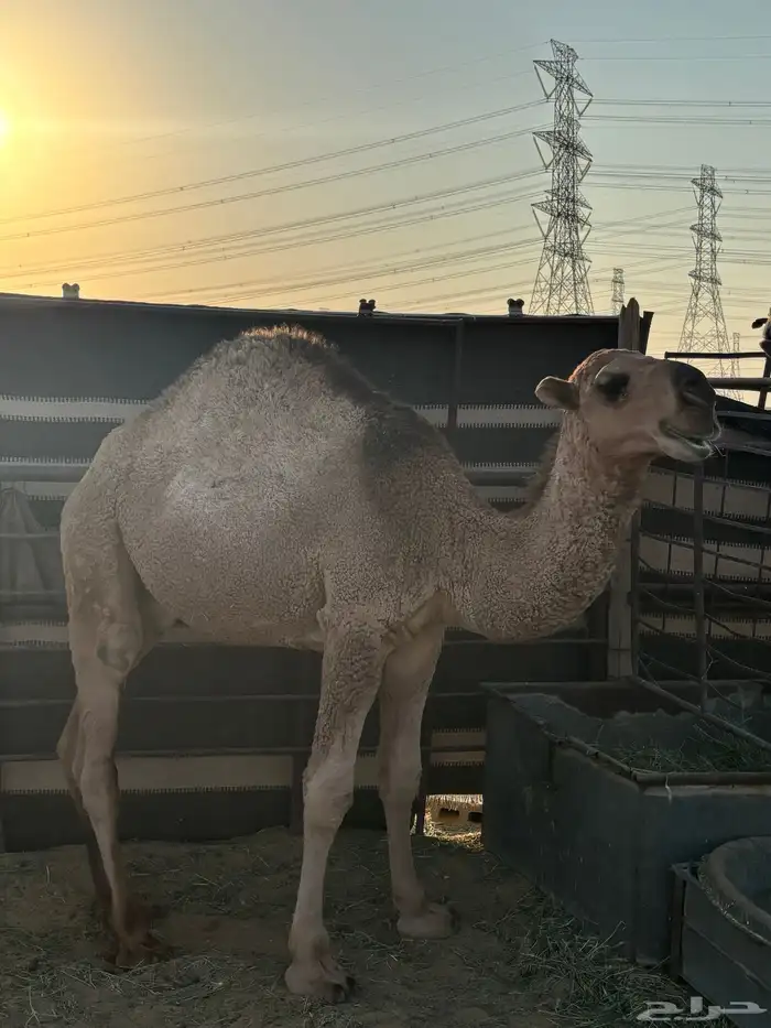 حشو طيبات للبيع 4