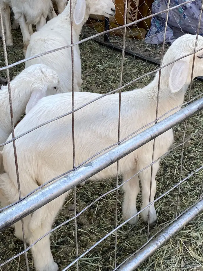 اربعه بهم ثنين من الطليان وثنين من الرخال للبيع سمان 3