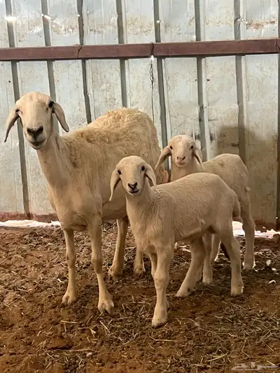 شاه تامه معها طلي ورخل اعمارها شهر index