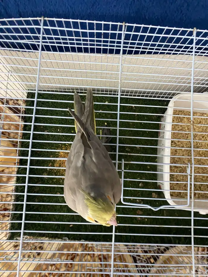 سلام عليكم ورحمة الله وبركا اعرض لكم طيور كروان 8