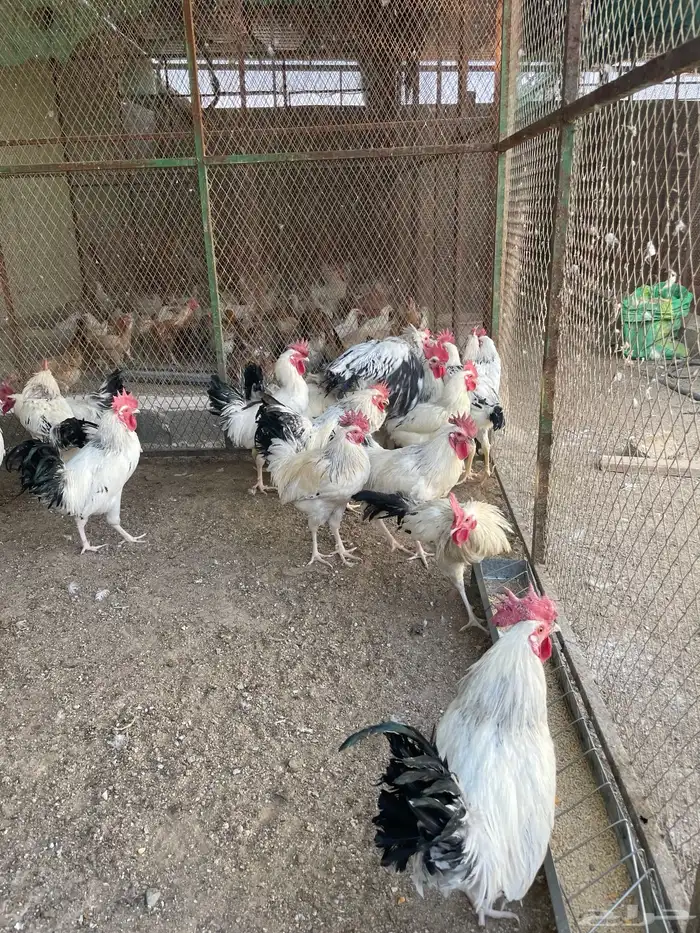 ديوك فرنسي للبيع 2