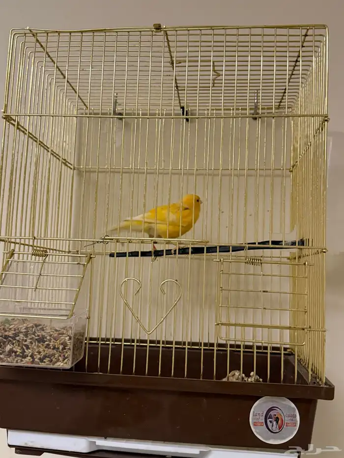 ذكر كناري مغرد 1